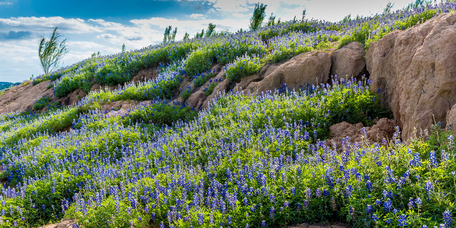 Leo and the Prophets